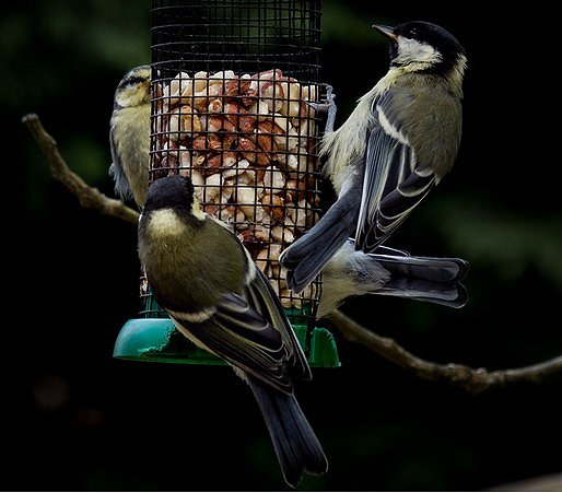 birds on feeder
