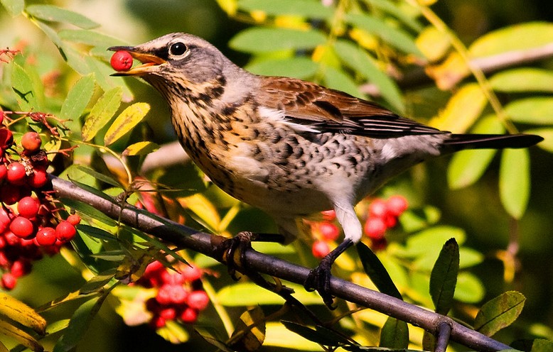 Fieldfare