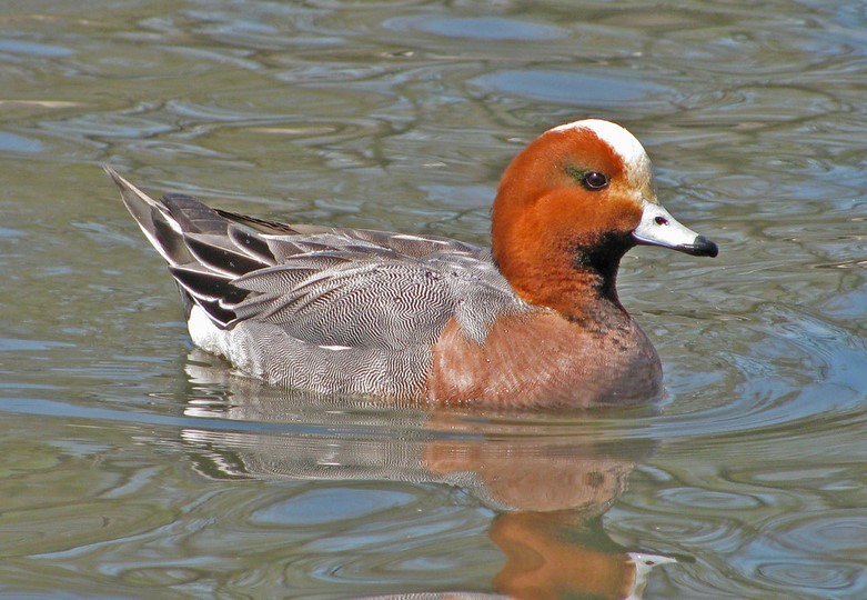 Wigeon